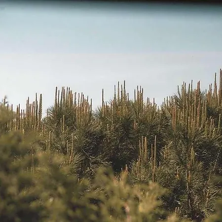Ξενοδοχείο Nana House Ericeira - Yoga & Surf